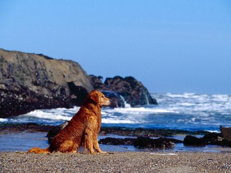 Wet Golden Retriever - golden retriever