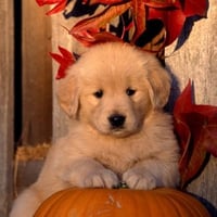 Halloween - Golden Retriever Puppy