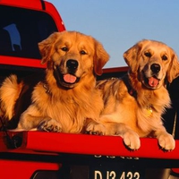 Golden Retriever Trucking