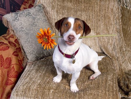 Untitled Wallpaper - jack russell terrier