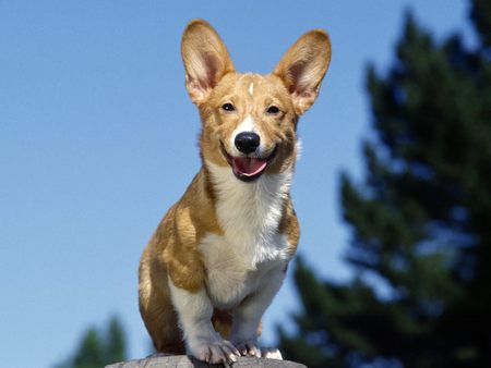 Untitled Wallpaper - rocks, corgi