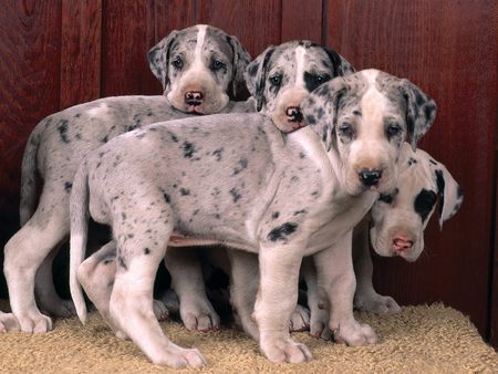 Untitled Wallpaper - harlequin great danes