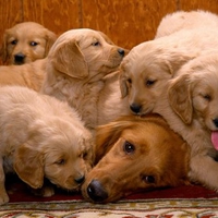 Having a Ruff Day - Golden Retrievers