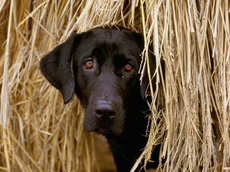 Hiding in the hay