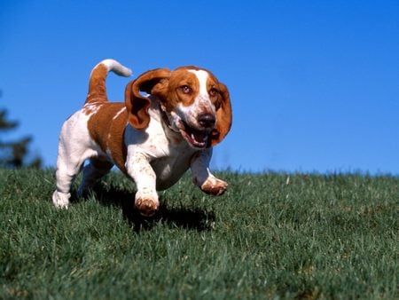 Untitled Wallpaper - jumping, basset hound, grass