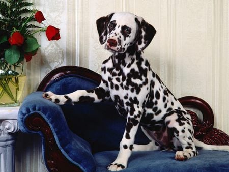 Untitled Wallpaper - dalmatian