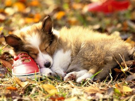 If the Shoe Fits - Shetland Sheepdog - shoe, dog, poodle, animal, dogs, chiens, puppy, sleeping, nap, puppies, rest, sheepdog, shetland sheepdog, nature, sleep, caniches, shoe fits, time, shetland, cute, adorable, animals