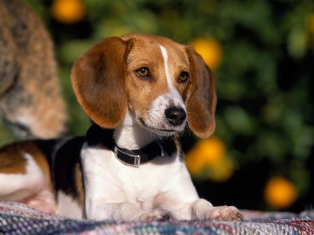 Untitled Wallpaper - puppy, beagle, cute