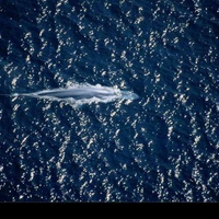 blue whale