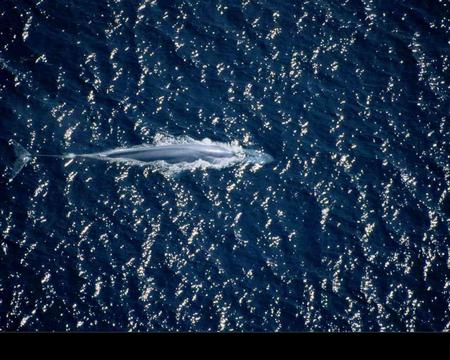 blue whale - blue whale