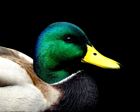 Mallard - animals, duck, waterfowl, birds, mallard