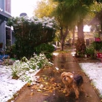 My Furry child in Las Vegas snow