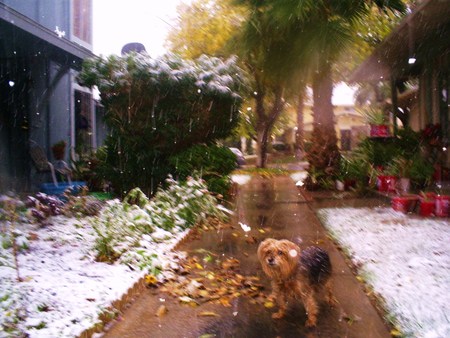 My Furry child in Las Vegas snow