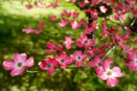 flowers - flowers