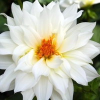 Beautiful white flower