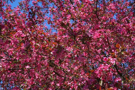 Spring - pink tree