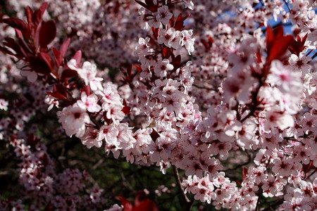 Spring - plum tree flowers