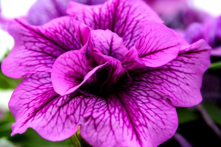 purple pink  flower