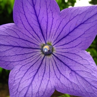 purple blue  flower