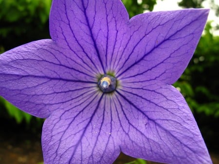 purple blue  flower - flower