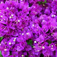 purple flowers