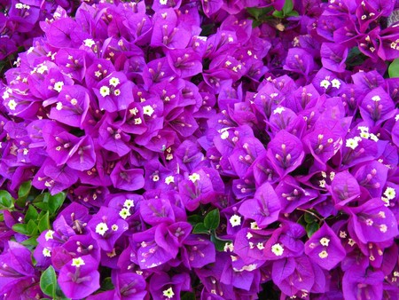 purple flowers - flowers