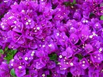 purple flowers