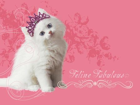 Princess Pussy Cat !!! - animal, background, cat, pink