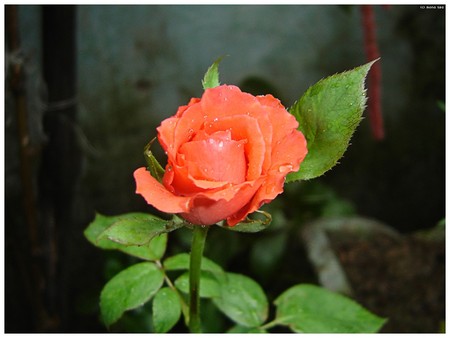 rose - flower, nature, rose