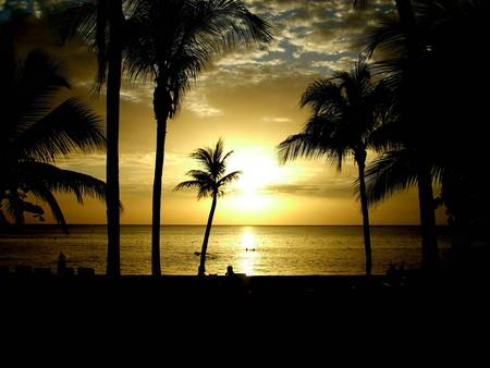 jamaica beach - beach, tree, palm, jamaica