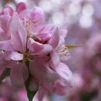 apple spring flower