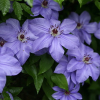 Beautiful flowers clematis blue