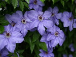 Beautiful flowers clematis blue