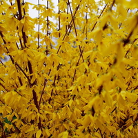 Spring golden flowers