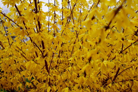 Spring golden flowers - golden flowers