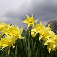 daffodil spring sky