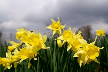 daffodil spring sky