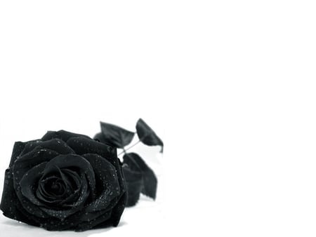 black rose - black rose