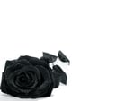 black rose