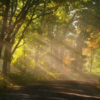 sunshine  fog   trees