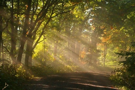 sunshine  fog   trees - sunshine -fog - trees