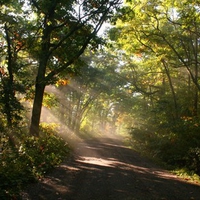 sunshine  fog   trees