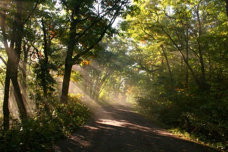 sunshine  fog   trees - sunshine -fog - trees