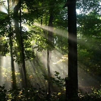 sunshine  fog   trees