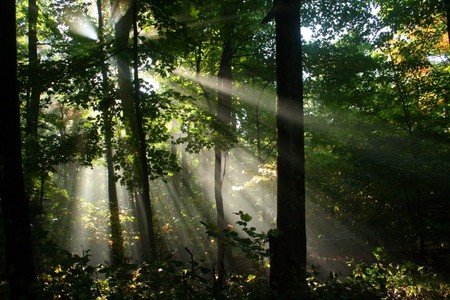 sunshine  fog   trees - sunshine -fog - trees