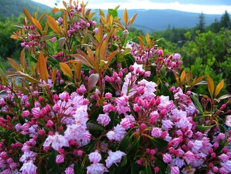 Spring Wild Azalia - wild azalia