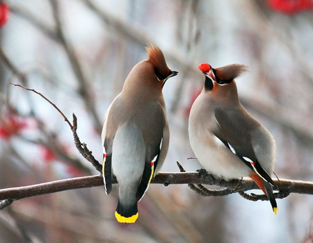 The gift - cardinals, birds, branch, berry, pair