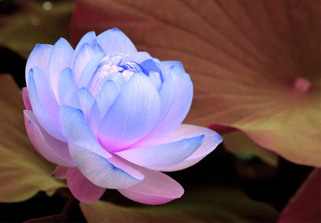 Lotus for Jackii - beauty, lotus, sunlight, pink, blue, flower