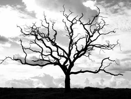 Dry tree - sky, tree, nature, landscape