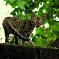 Tabby cat on tree branch